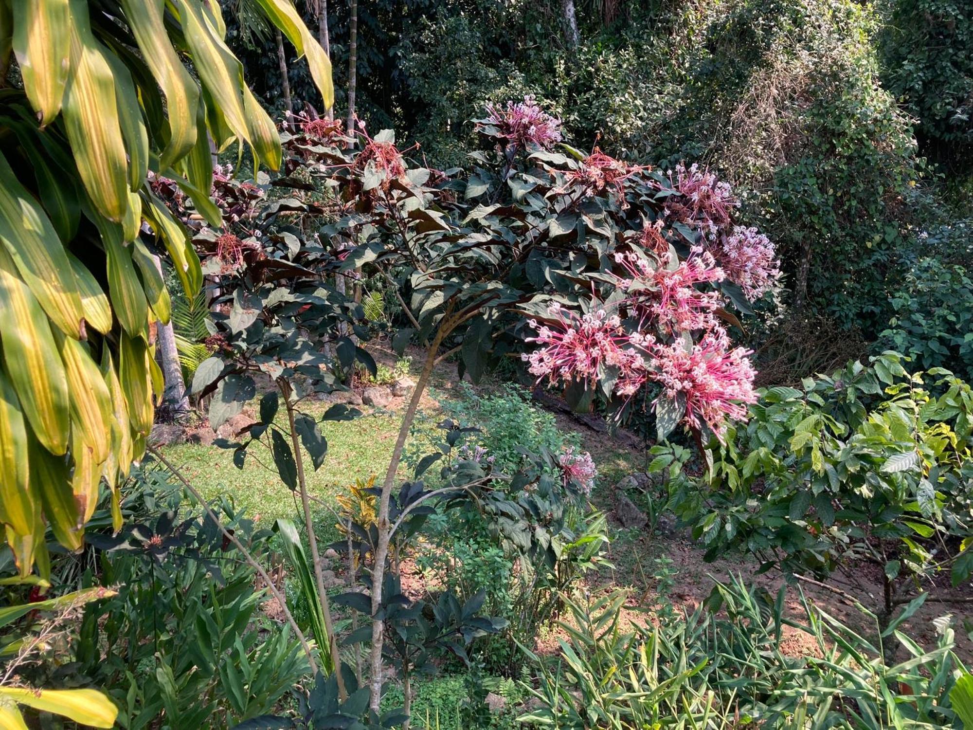 Casa Arariba - Ilha Grande - Abraão Eksteriør bilde